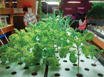 Environmental Current Events and Vertical Farming Methods Image